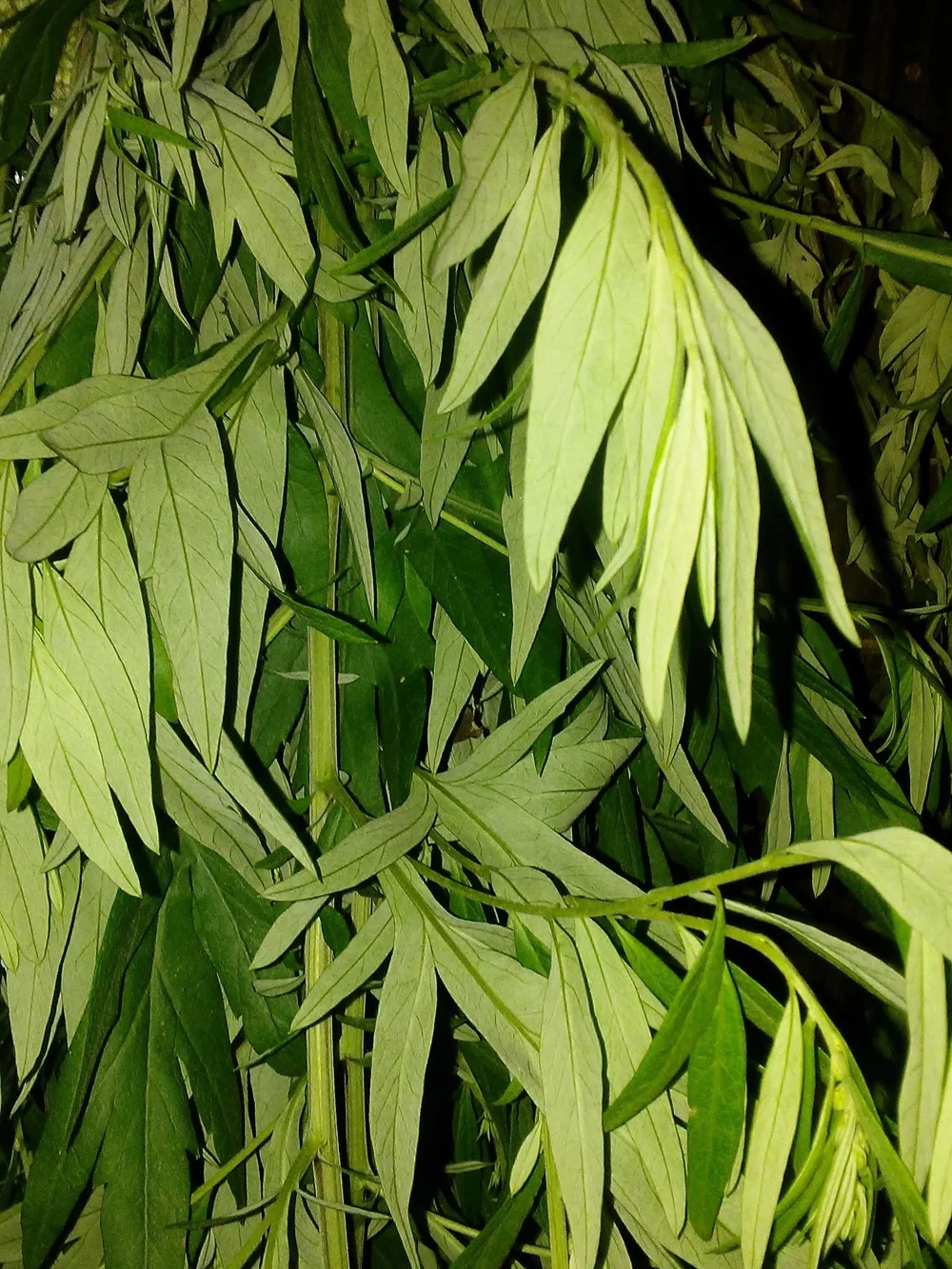 MugWort Fresh Dried Herb